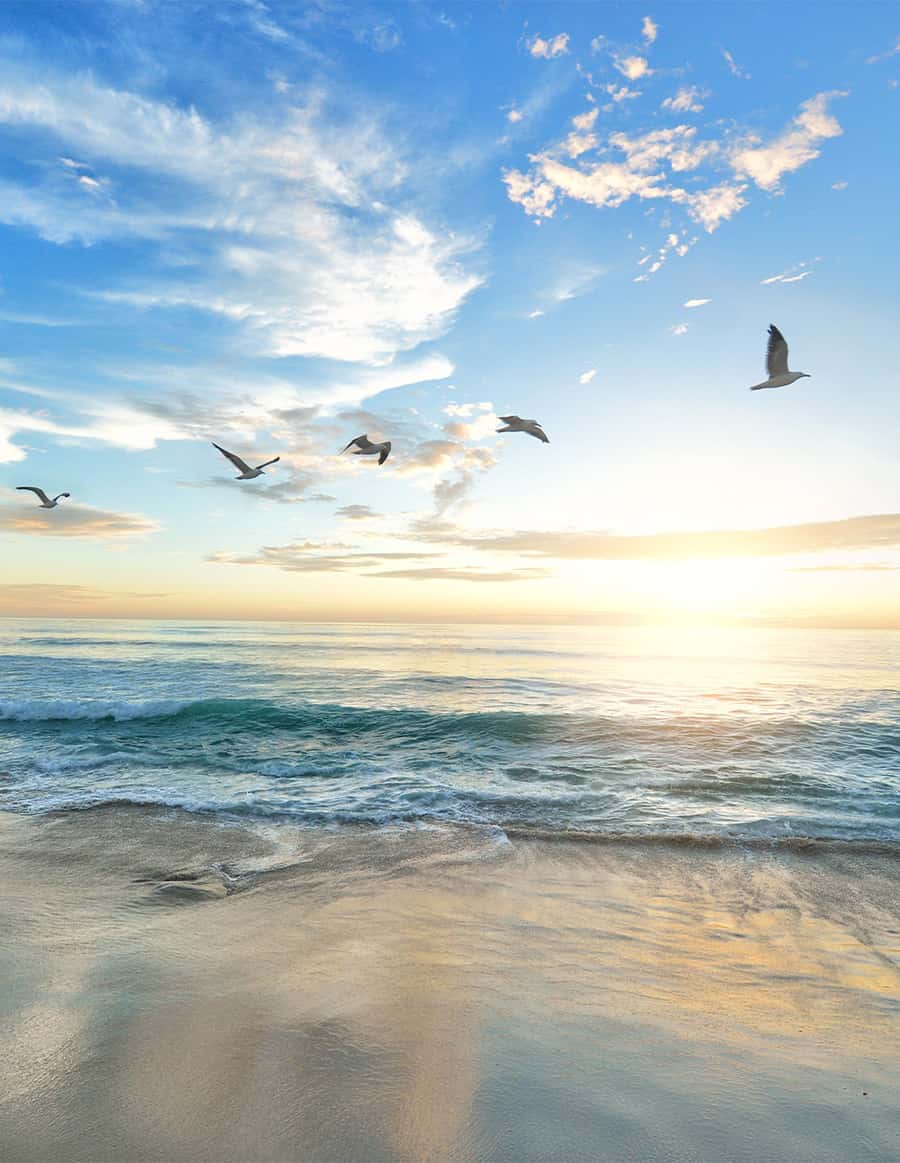 Beach scenery with five seagulls flying over the ocean with the sun setting.